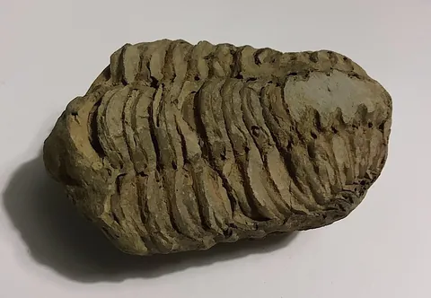 trilobite: an extinct arthropod of the class Trilobita, whose body had three large lobes