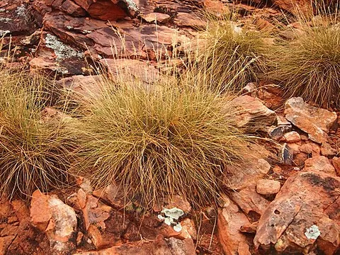 triodia: any grass of the genus Triodia native to Australia