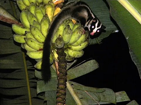 triok: a possum in the genus Dactylopsila native to New Guinea and northeastern Australia