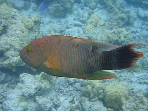 tripletail wrasse: any labrid fish of the species Cheilinus trilobatus, found in the Pacific Ocean