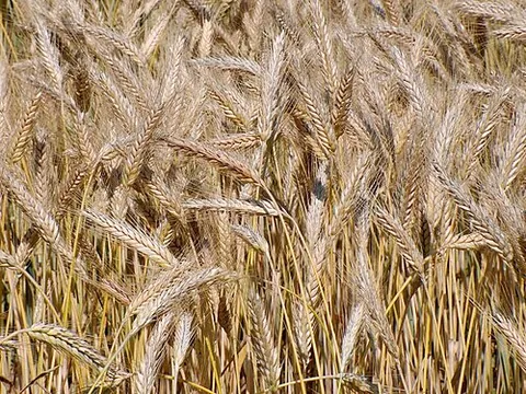 triticale: a grain crop, a hybrid of wheat and rye, that gives a high yield