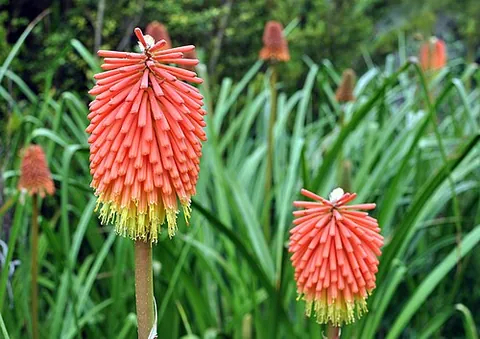 tritoma: a flowering plant of the genus Kniphofia