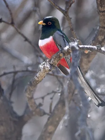 trogon: a bird in the family Trogonidae from the order Trogoniformes, most of which live in Central and...