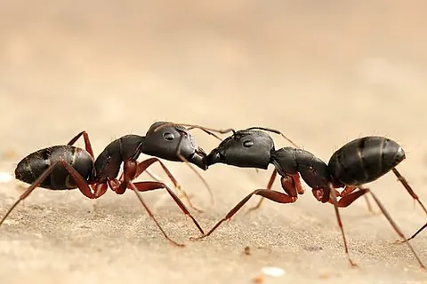 trophallaxis: the mutual exchange of (fluid) food between individuals, especially in social insects
