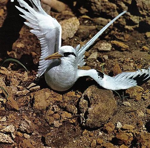tropicbird: any of the various seabirds of the order Phaethontiformes, typically found in the open ocean in the...