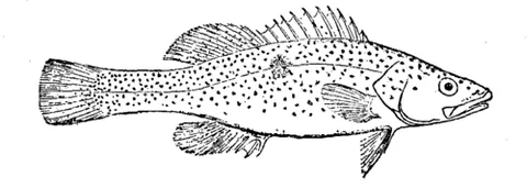 trout cod: any of specues Maccullochella macquariensis, of large predatory freshwater fish of eastern Australia