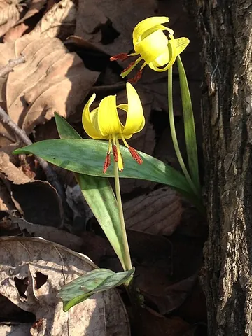 trout lily: any of various plants in the Liliaceae genus Erythronium, also called fawn lily and dog's tooth...