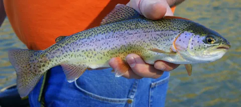 trout: any of several species of fish in Salmonidae, closely related to salmon, and distinguished by...
