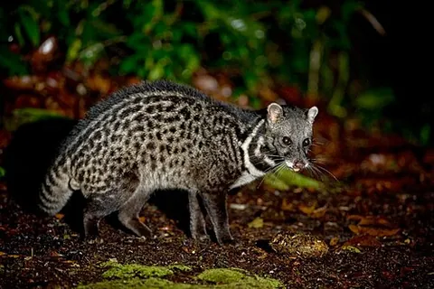 true civet: any nocturnal catlike mammal from Asia or Africa of the subfamily Viverrinae