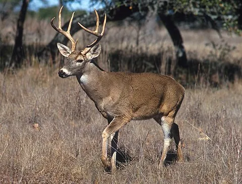 true deer: any ruminant hoofed mammal of the family Cervidae, in which usually the males grow antlers