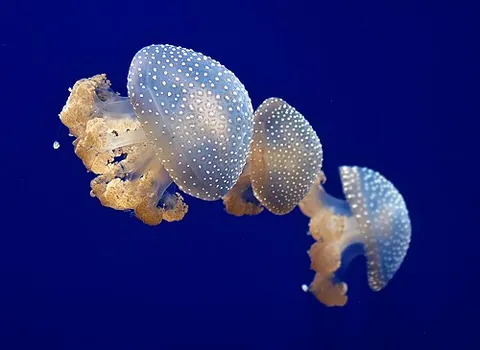 true jellyfish: any of the class Scyphozoa of jellyfish; a marine animal with a gelatinous, usually transparent,...