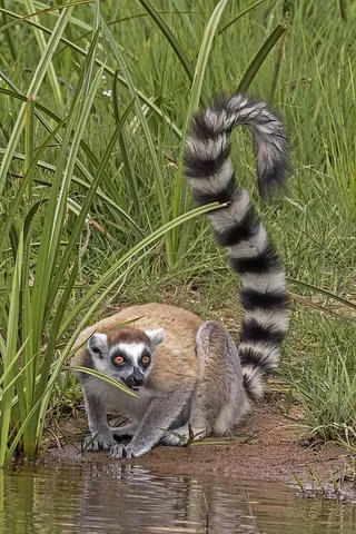 true lemur: any lemur of the family Lemuridae
