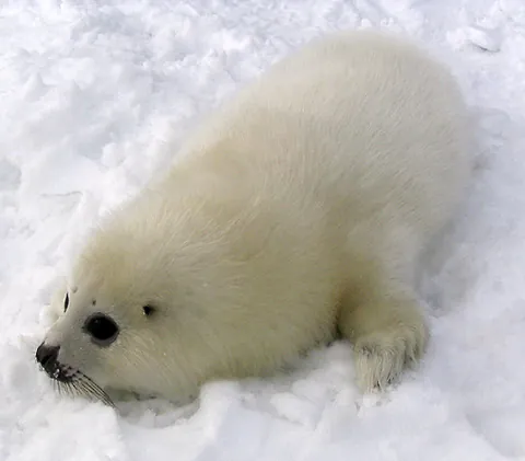 true seal: a pinniped of the family Phocidae, characterized by absence of pinnae