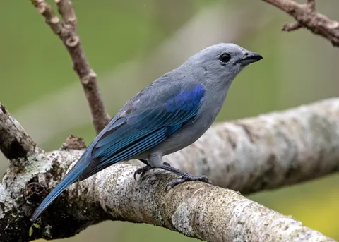 true tanager: any passerine bird of the Neotropical realm in the family Thraupidae