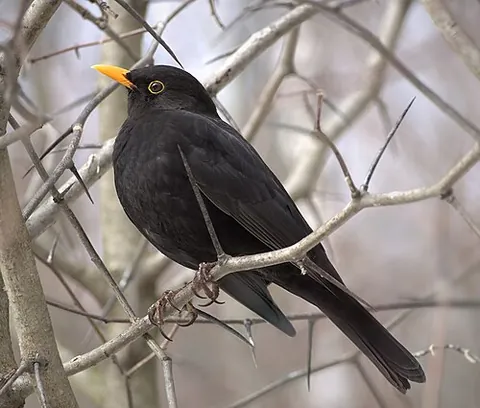 true thrush: any member of the genus Turdus