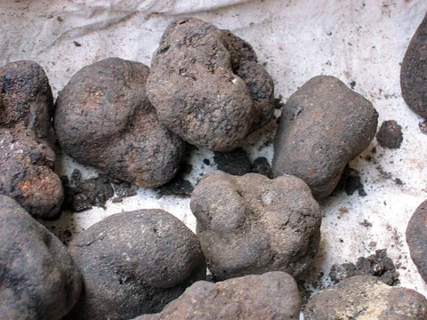 truffle: any of various edible fungi, of the genus Tuber, that grow in the soil in southern Europe; the...