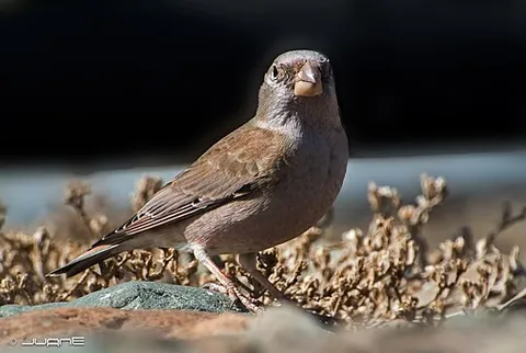 trumpeter finch: a species of finch, Bucanetes githagineus, known for its buzzing nasal trill