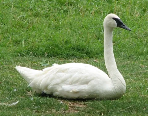 trumpeter swan: the largest North American swan, Cygnus buccinator; they have white plumage with a long neck, a...