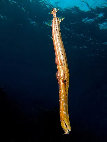 trumpetfish: any of the fish in the family Aulostomidae family of tube-shaped fish