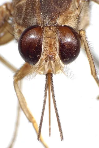 tsetse: any fly of the genus Glossina, native to Africa, that feeds on human and animal blood; known...