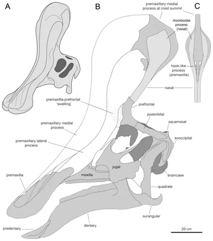 tsintaosaurin: any ornithopod of the tribe Tsintaosaurini