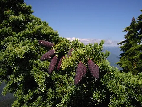 tsuga: any tree of genus Tsuga of conifers in the family Pinaceae, of which there are eight, nine, or ten...