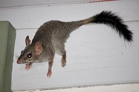 tuan: a brush-tailed phascogale (Phascogale tapoatafa), endemic to Australia