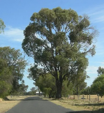 tuart: eucalyptus gomphocephala, an Australian tree with heavy, durable wood