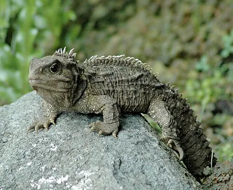 tuatara: a reptile, Sphenodon punctatus, native to New Zealand, that resembles a lizard and is the only...