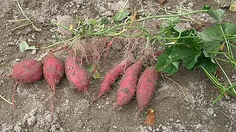 tuber: a fleshy, thickened underground stem of a plant, usually containing stored starch, for example a...