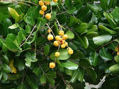 tuckeroo: a flowering tree, Cupaniopsis anacardioides, native to northern and eastern Australia