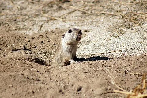 tuco-tuco: any of the caviomorph South American rodents of the genus Ctenomys, which have a large head, small...