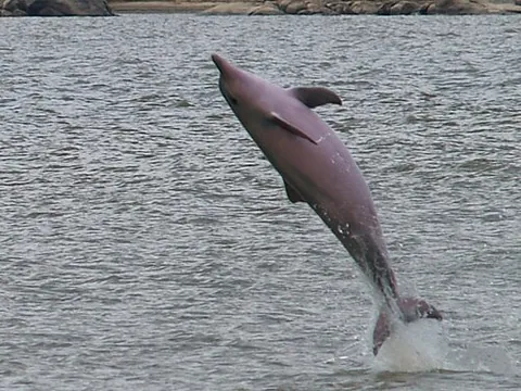 tucuxi: an estuarine dolphin (Sotalia fluviatilis), found in the rivers of the Amazon Basin