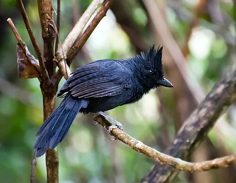tufted antshrike: a passerine bird of the antbird family, Mackenziaena severa
