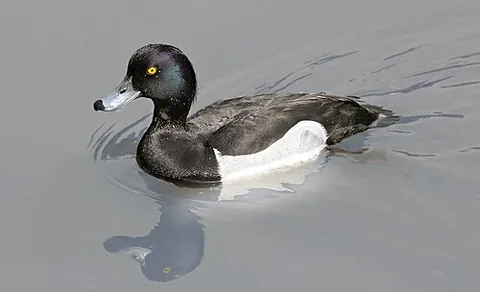 tufted duck: any member of the species Aythya fuligula of diving ducks of northern Eurasia