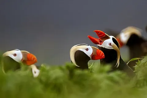 tufted puffin: a species of puffin, Fratercula cirrhata, easily distinguished by its thick bill and the pair of...