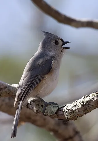 tufted titmouse: baeolophus bicolor, a small bird of the tit family Paridae, native to virtually all of the eastern...