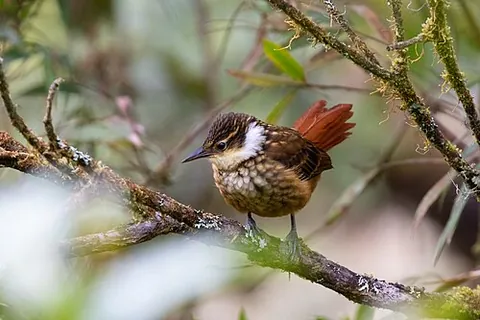 tuftedcheek: a bird of the genus Pseudocolaptes, native to Central and South America