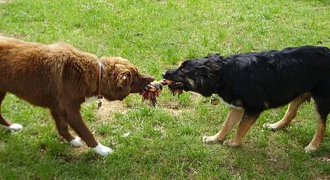 tug: to pull or drag with great effort