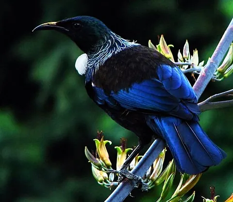 tui: a species of honeyeater, Prosthemadera novaeseelandiae, a bird which is endemic to New Zealand