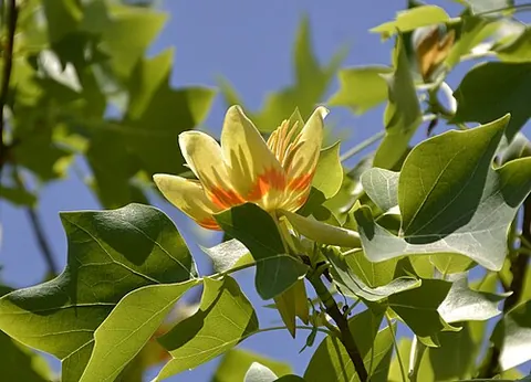 tulip tree: a North American tree, Liriodendron tulipifera, that has squarish leaves, cone-shaped fruit and an...