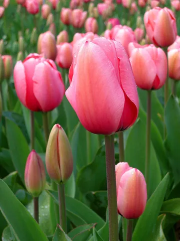 tulip: a type of flowering plant, genus Tulipa