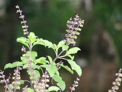 tulsi: holy basil, Ocimum tenuiflorum