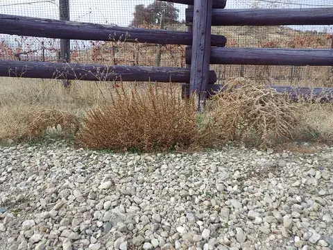 tumbleweed: any plant which habitually breaks away from its roots once dry, forming a light, rolling mass which...