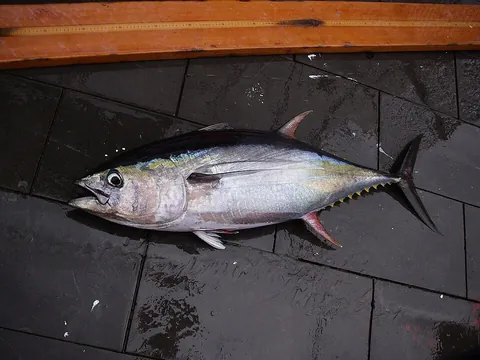 tuna: any of several species of fish of the genus Thunnus in the family Scombridae