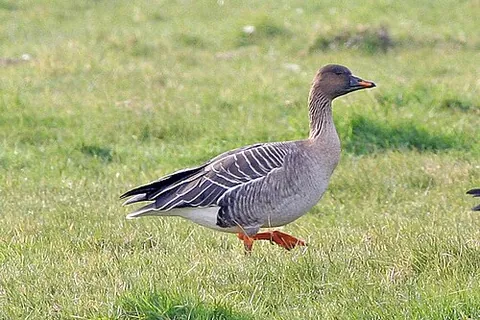 tundra bean goose: any goose of species Anser serrirostris, that breeds in northern Siberia
