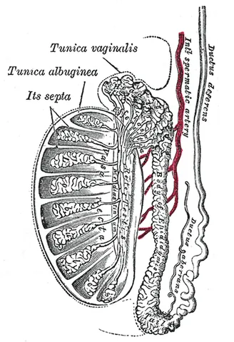 tunica albuginea: layer of connective tissue covering the testis