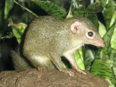 tupaiid: any of the family Tupaiidae of tree shrews