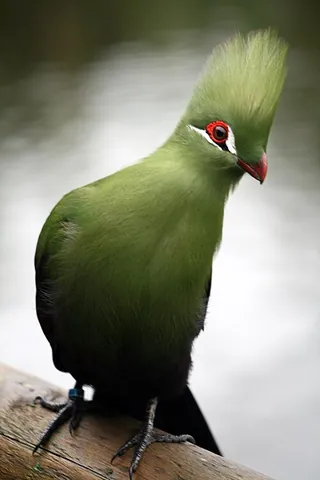 turaco: any of the birds of the family Musophagidae in the Musophagiformes order with vivid colouring and...