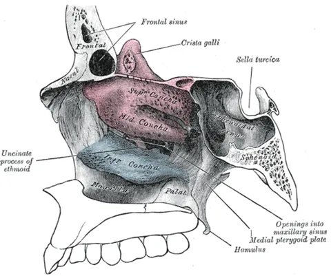 turbinate bone: a scrolled spongy bone of the nasal cavity